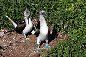 Nebouxii: Blue-Footed Booby - two