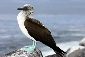Nebouxii: Blue-Footed Booby