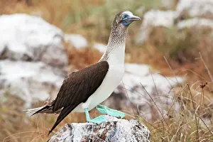 Nebouxii: Blue-footed Booby