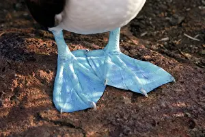 Nebouxii: Blue-footed Booby