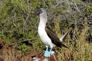 Nebouxii: Blue-footed Booby