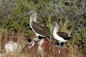 Nebouxii: Blue-footed Booby