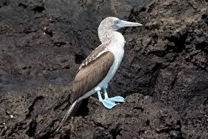 Nebouxii: Blue-footed Booby