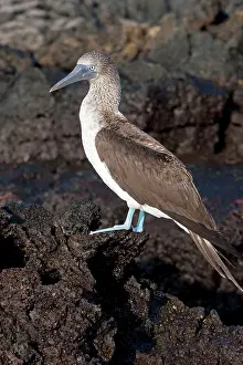 Nebouxii: Blue-footed Booby