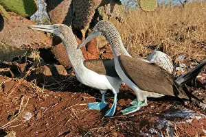Nebouxii: Blue-footed Booby