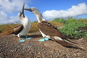 Nebouxii: Blue Footed Booby