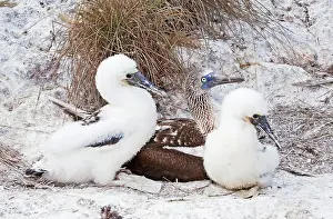 Nebouxii: Blue-footed Booby