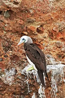 Nebouxii: Blue-footed Booby