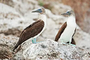 Nebouxii: Blue-footed Booby