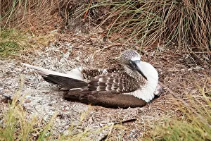 Nebouxii: Blue-footed Booby