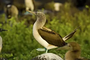 Nebouxii: Blue-footed booby