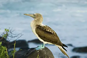 Nebouxii: Blue-footed booby