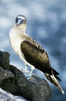Nebouxii: Blue-Footed Booby