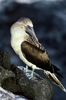Nebouxii: Blue-footed Booby