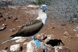 Nebouxii: Blue-Footed Booby