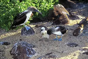 Boobies: Blue-Footed Booby