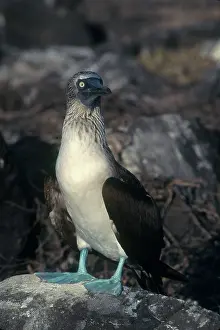 Webbed: Blue-footed Booby