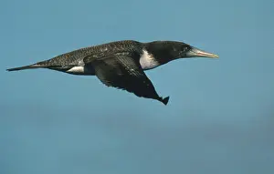 Nebouxii: Blue-footed Booby