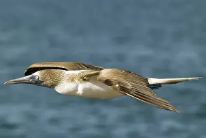 Nebouxii: Blue-footed booby