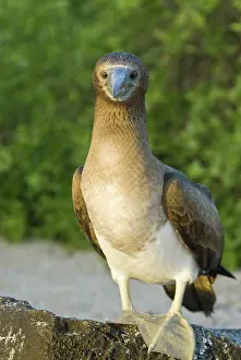 Nebouxii: Blue-footed booby