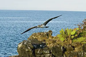 Nebouxii: Blue-footed booby