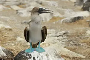 Galpagos: Blue Footed Booby