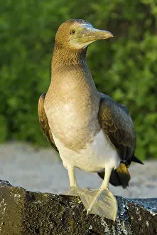 Nebouxii: Blue-footed booby
