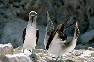 Nebouxii: Blue footed booby
