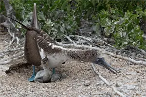 Seymour: Blue-footed Booby - An adult with two recently hatched