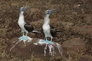 Seymour: Blue-footed Booby - Two adults on North Seymour