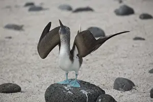Raising: Blue-footed Booby -An adult on North Seymour Island