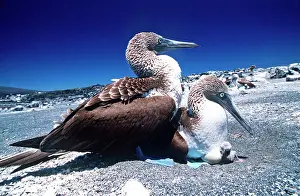 Nebouxii: Blue-footed Booby - with chick