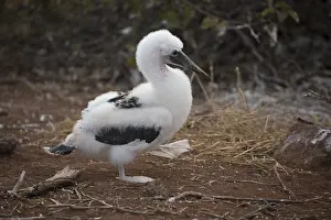 Seymour: Blue-footed Booby - A chick - North Seymour Island
