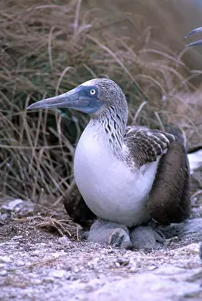 Nebouxii: Blue-footed Booby and Chicks
