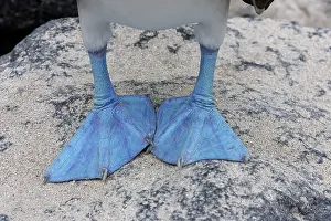 Nebouxii: Blue-Footed Booby - close-up of feed