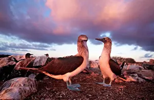 Nebouxii: Blue-footed Booby - courtship display at sunset