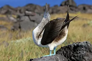 Nebouxii: Blue-footed Booby - display