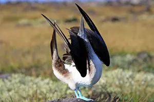 Nebouxii: Blue-footed Booby - display