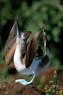 Nebouxii: Blue-Footed Booby - display