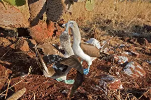 Nebouxii: Blue Footed Booby - displaying