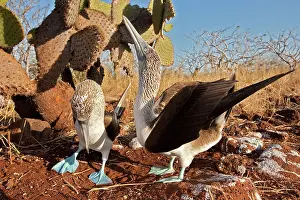 Nebouxii: Blue Footed Booby - displaying