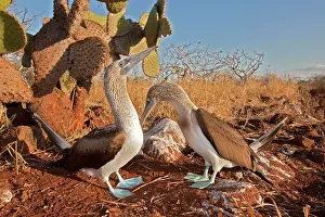 Nebouxii: Blue Footed Booby - displaying