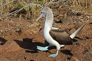 Nebouxii: Blue Footed Booby - displaying