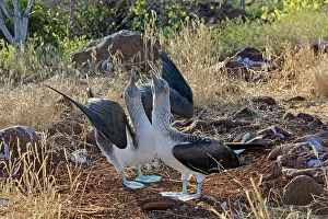 Nebouxii: Blue Footed Booby - displaying