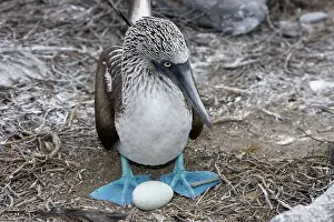 Nebouxii: Blue-Footed Booby - with egg
