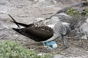 Nebouxii: Blue-Footed Booby - with egg