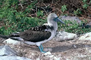 Nebouxii: Blue-Footed Booby with Eggs