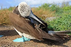 Nebouxii: Blue-footed Booby - Espanola Island