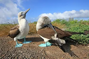 Nebouxii: Blue-footed Booby - Espanola Island