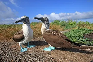 Nebouxii: Blue-footed Booby - Espanola Island